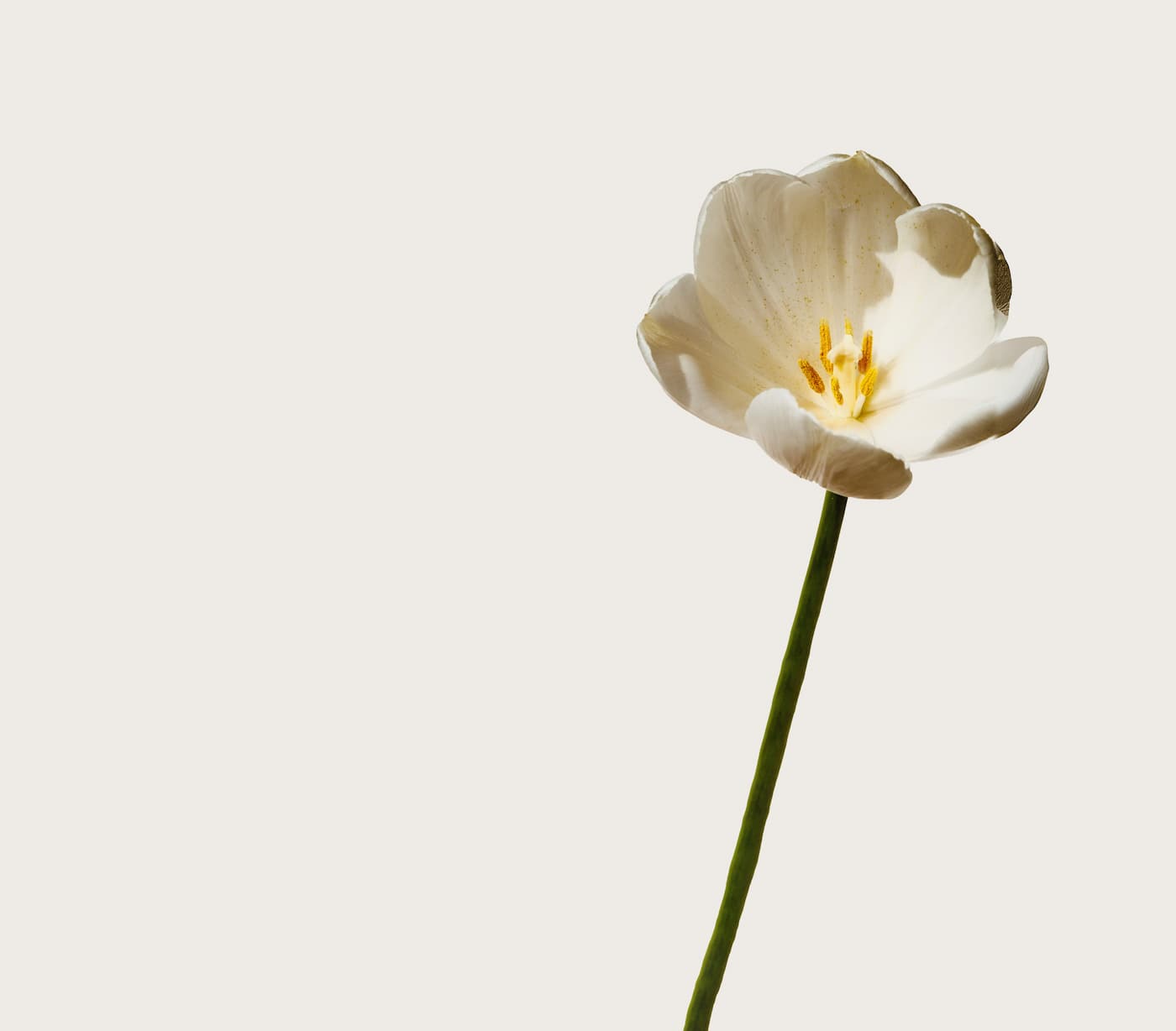 Single white flower with a yellow center on a light gray background